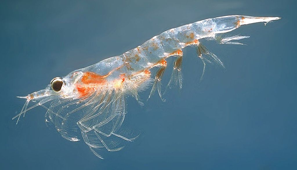 Krill nageant dans l'eau